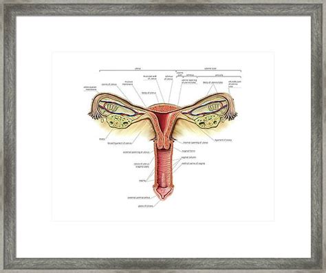 vagina pics|Category : Labeled photographs of human female genitalia